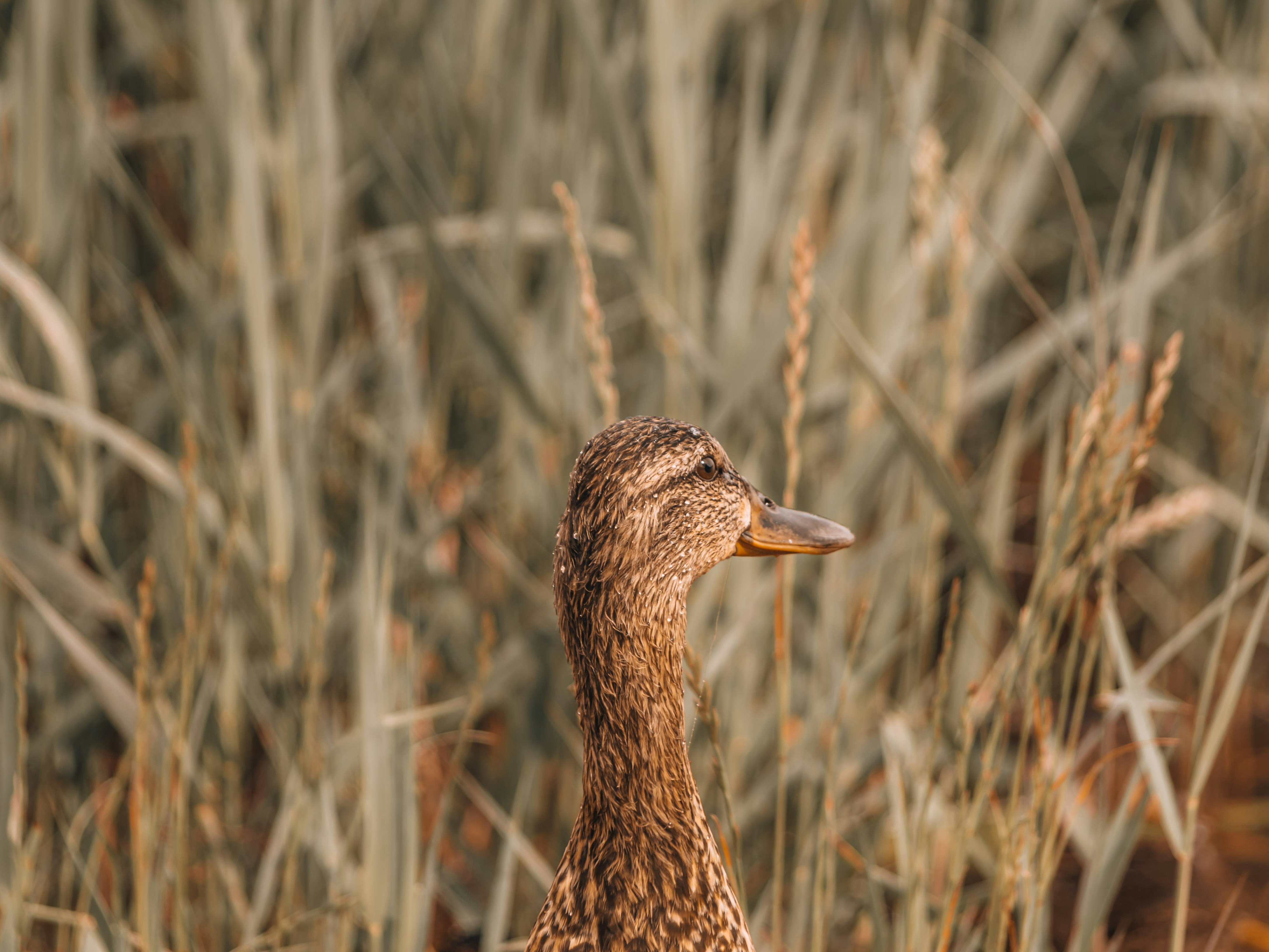 brown duck on brown grass field during daytime